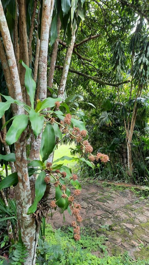 Sitio Alto Da Montanha - Voce Em Paz Com A Natureza Pacoti Exterior photo